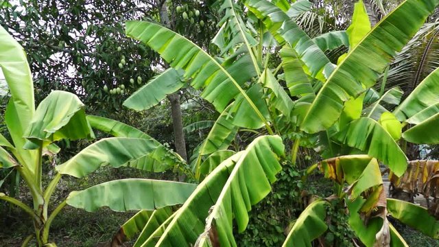 Green big banana tree leaves waving in the wind in front of a mango tree with green mango fruits.
