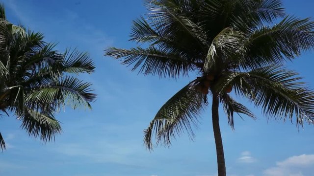 Silhouette of coconut palm tree in front of clear blue bright sky, big leafs waving in the wind.