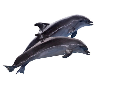 two dark grey doplhins in jump