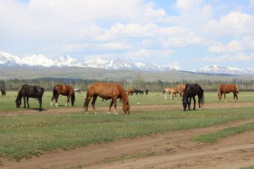 Horses near mountains
