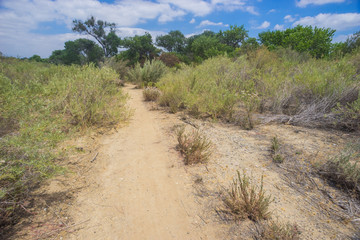 Desert Walking Path