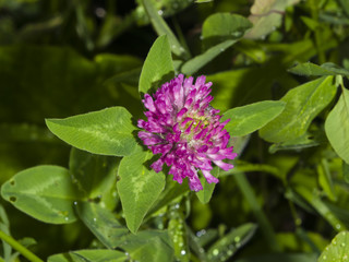 Flowers and leaves of Red Clover, Trifolium pratense, with bokeh background macro, selective focus, shallow DOF