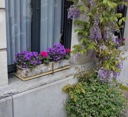 Fenêtre fleurie