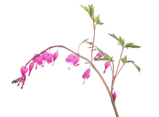 isolated branch with pink small blooms