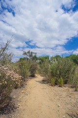 Green Mojave Desert Growth