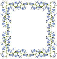 blue forget-me-not flowers frame isolated on white