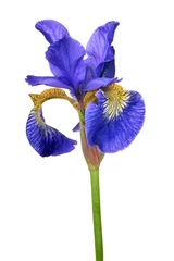 Foto op Plexiglas Iris grote blauwe irisbloem op wit wordt geïsoleerd