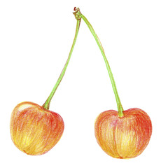 Ripe berries white cherry. Drawing by hand with crayons on a white background.