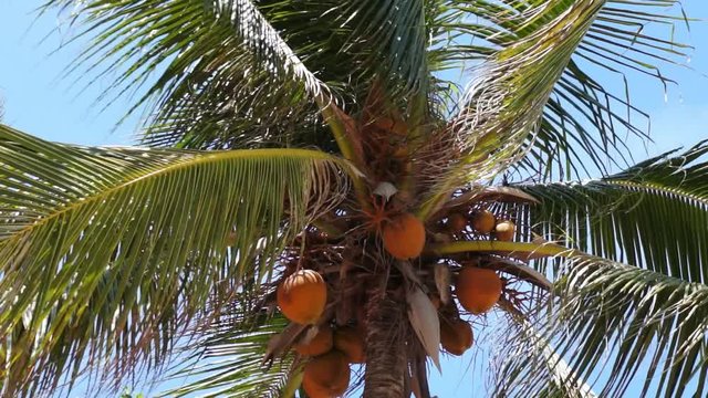 Top of coconut palm tree with several orange colored coconuts hanging under the huge green leafs.