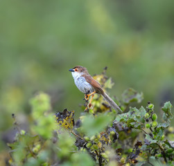 Beautiful yellow-eyed babbler resting on Grass in forest of Thai