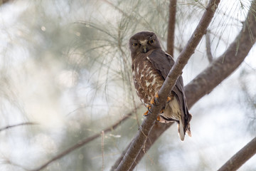 Brown Hawk-owl