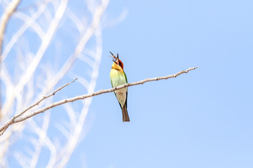 Chestnut headed Bee eater