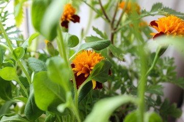 Small marigolds