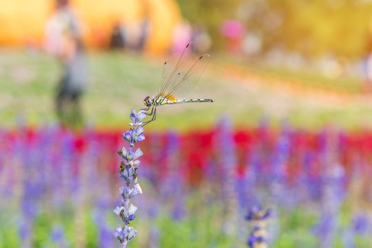 dragonfly on lavender flowers in the garden