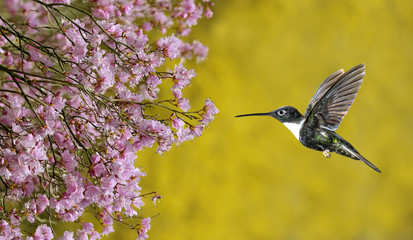 Hummingbird hover in mid-air in the garden panoramic view