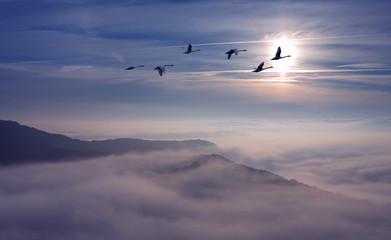 Landscape during sunset with flying birds