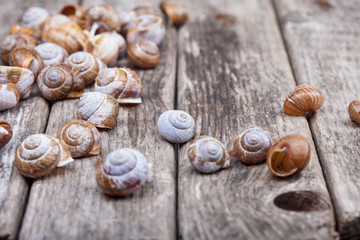 Obraz premium many brown spiral shells on old wooden board decorative photo