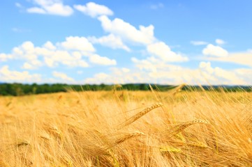 Golden wheat field with bright blue sky 