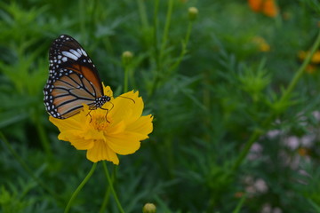Little Butterfly They suck nectar from cosmos flowers .