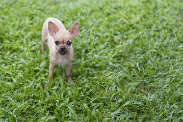 Miniature Pinscher on the front lawn and blurred background
