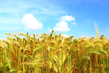 Golden wheat and blue sky above