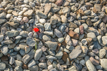 Red flower on the cobblestones