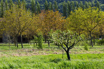 Fototapeta premium Countryside - Marche, Italy