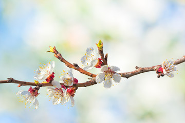 Flowering branch of apricot tree on blurred background