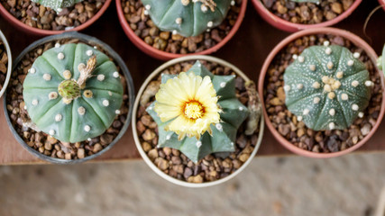 Cactus collection in small flower pots.
