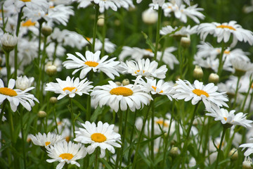 Daisies