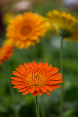 Beautiful Daisies Flower Growing In The Garden. Focusing On The Front Flower.