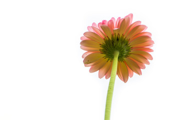 Beautiful Daisies Flower Facing Up With White Background