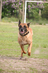 großer Hund kommt angerannt, Frontal Aufnahme