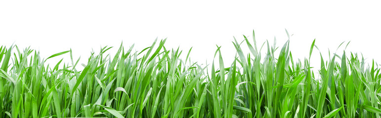 Grass in high definition isolated on a white background