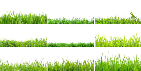 Collection of grass isolated on a white background