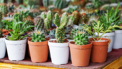 Cactus collection in small flower pots.