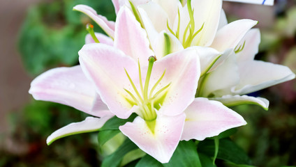 close up of lily flower