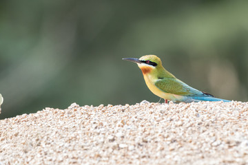Blue-tailed Bee-eater, Merops philippinus, tropical bird, Thailand