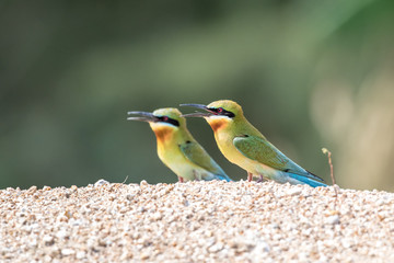 Blue-tailed Bee-eater, Merops philippinus, tropical bird, Thailand