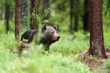male brown bear in forest. bear wet fur.