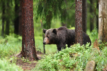Fototapeta premium male brown bear in forest