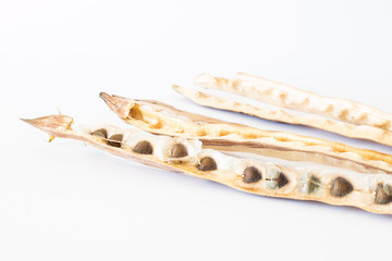 Moringa oleifera Lam