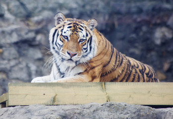 Fototapeta premium Амурский тигр