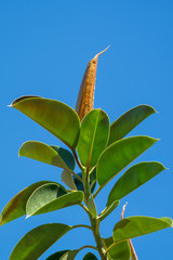 Gummibaum mit Blattknospe, Rubber Plant, 16071.jpg