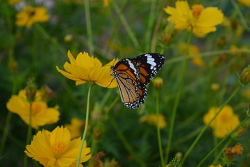 Butterfly They suck nectar from cosmos flowers .