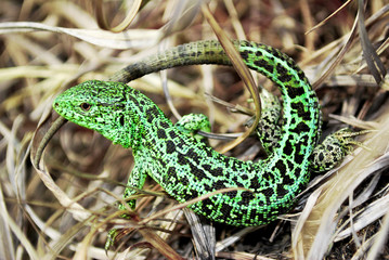 A lizard