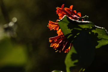 The flower of the red curling honeysuckle growing in a summer garden. 