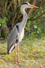 Graureiher (Ardea cinerea)
