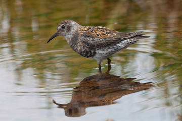 Calidris ptilocnemis