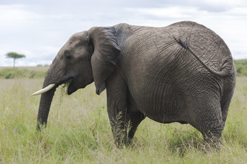 Fototapeta na wymiar African bush elephant (Loxodonta africana) grazing in the meadows of the savanna in Tarangire National Park, Tanzania.